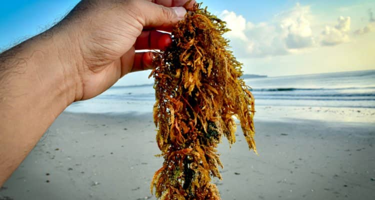 Safe Seaweed by Design is launching a survey on safety hazards in the seaweed sector