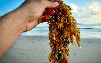 Safe Seaweed by Design is launching a survey on safety hazards in the seaweed sector