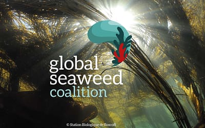 Safe Seaweed Coalition becomes the Global Seaweed Coalition